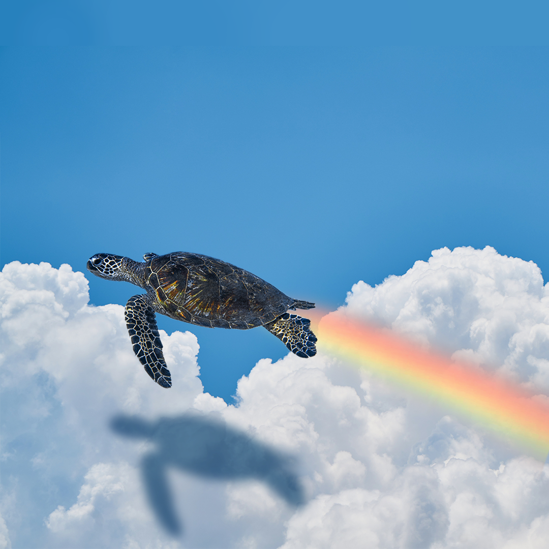 Flying Turtle